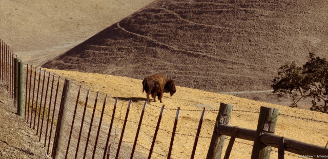 Bison in Solvang, CA